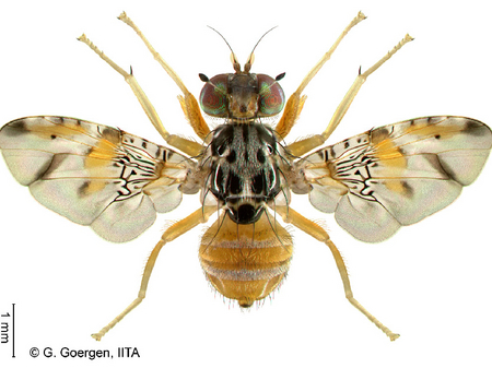 © G. Goergen, IITA Mittelmeerfruchtfliege, Ansicht von oben